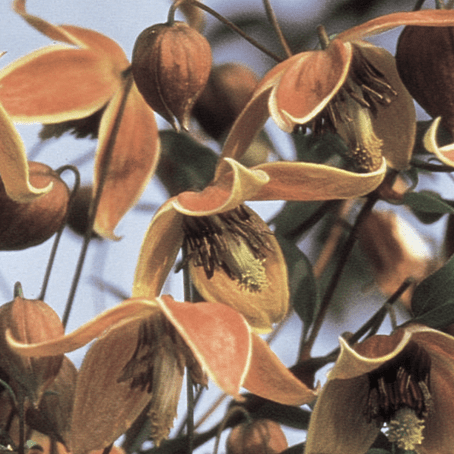 Clematis Tangutica My Angel