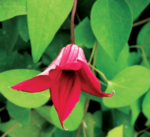 Clematis Texensis Gravetye Beauty