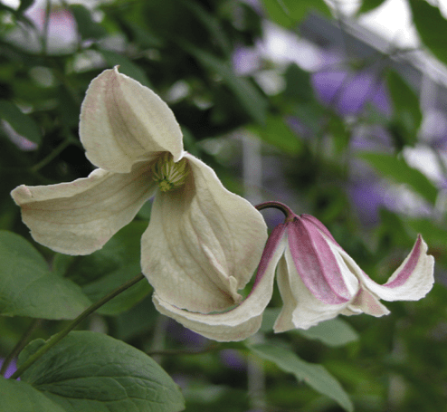 Clematis Texensis Pagoda