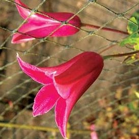 Clematis Princess Diana 