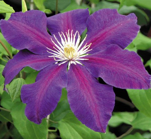 Clematis The Vagabond