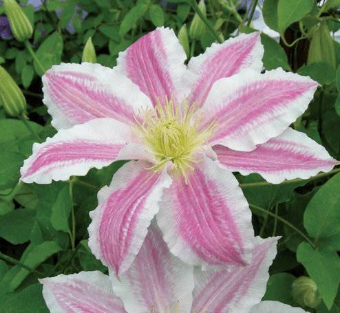 Clematis Vancouver Cotton Candy