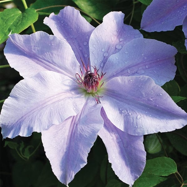 Clematis Vancouver Deborah Dahl