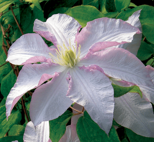 Clematis Vancouver Morning Mist