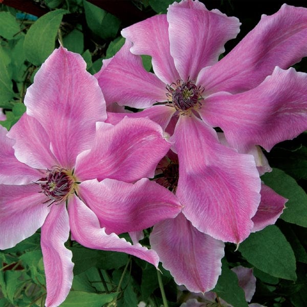 Clematis Vancouver Mystic Gem