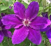 Clematis Vancouver Plum Gorgeus