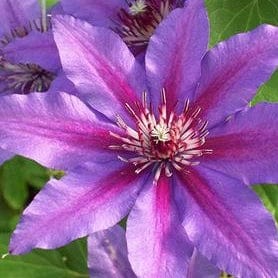 Clematis Vancouver Starry Night 