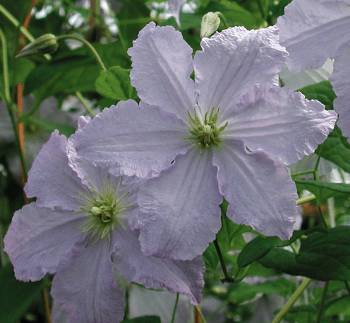 Clematis Viticella Blue Angel