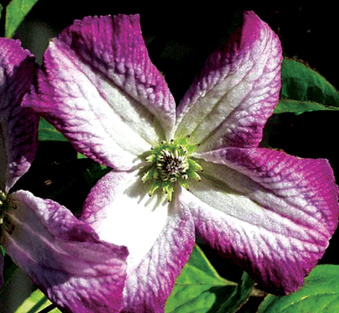 Clematis Viticella Minuet