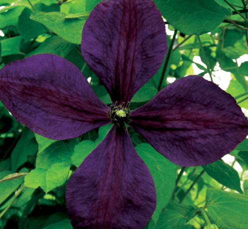 Clematis Viticella Negritjanka