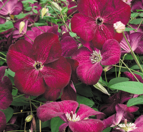 Clematis Viticella Rubra