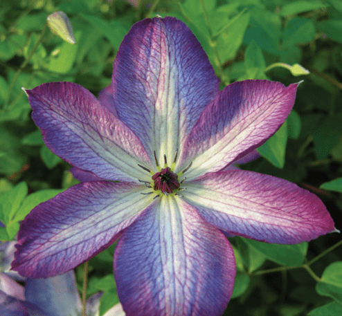 Clematis Viticella Vensoa Violacea