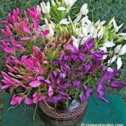 Cleome Color Fountains - Renee's Garden Seeds
