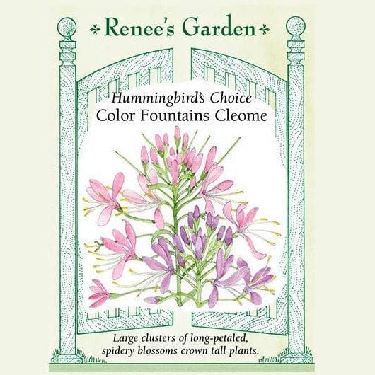 Hummingbird's Choice Color Fountains Cleome- Renee's Garden