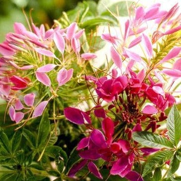 Cleome Color Fountains - Renee's Garden Seeds