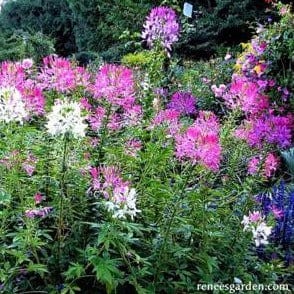 Cleome Color Fountains - Renee's Garden Seeds