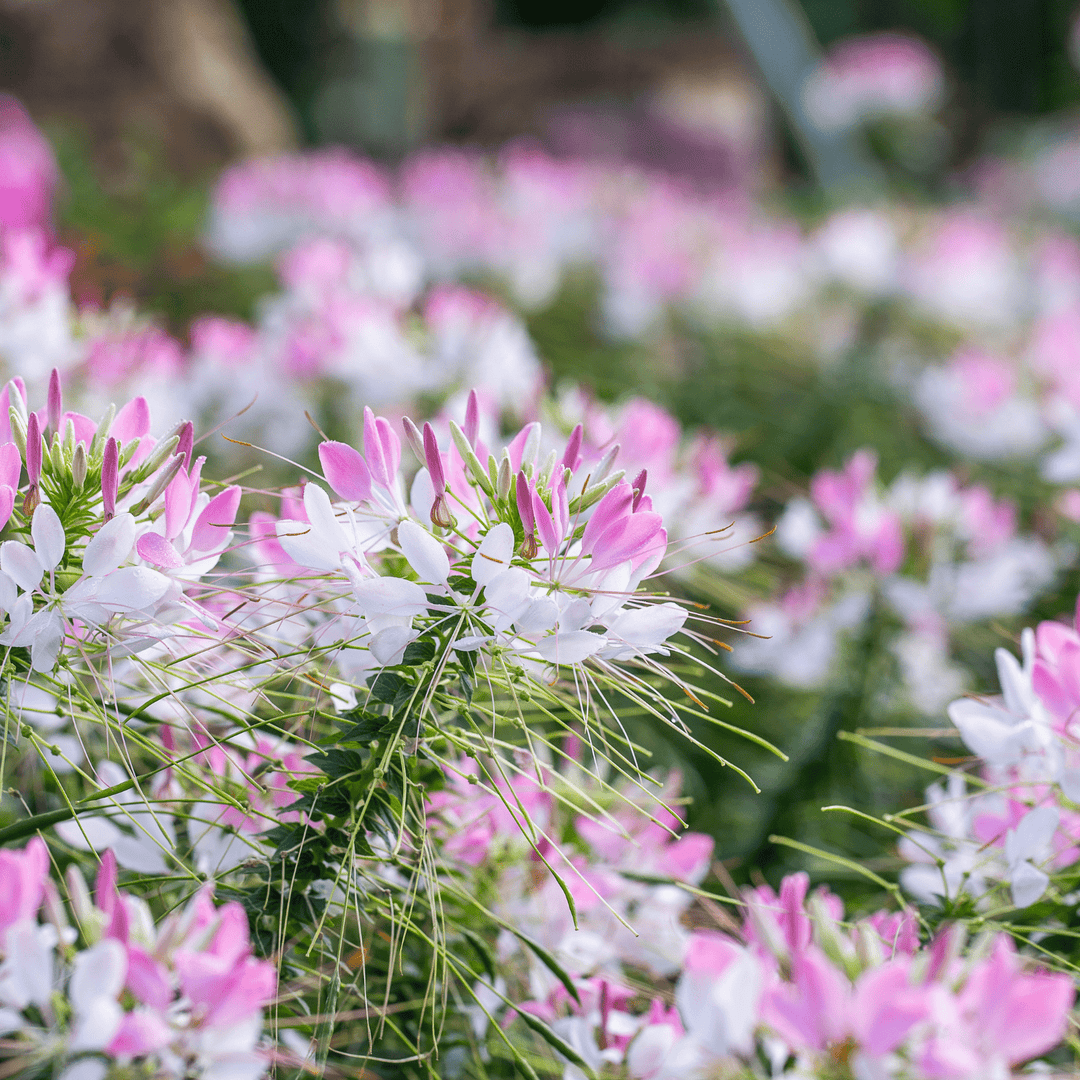 Cleome Pink Queen - Ontario Seed Company