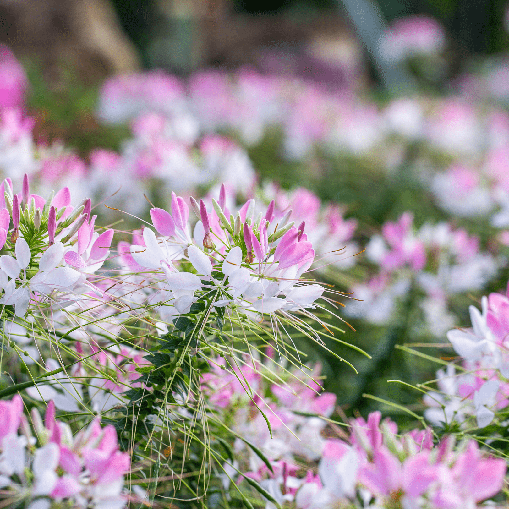 Cleome Pink Queen - Ontario Seed Company