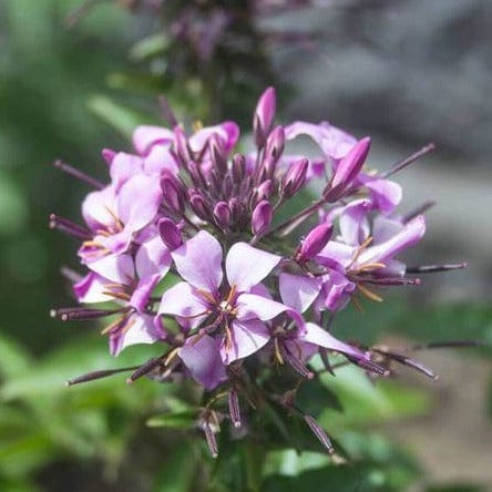 Cleome Rocky Mountain Bee Plant - West Coast Seeds