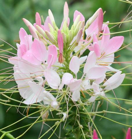 Cleome Spider Flower - West Coast Seeds