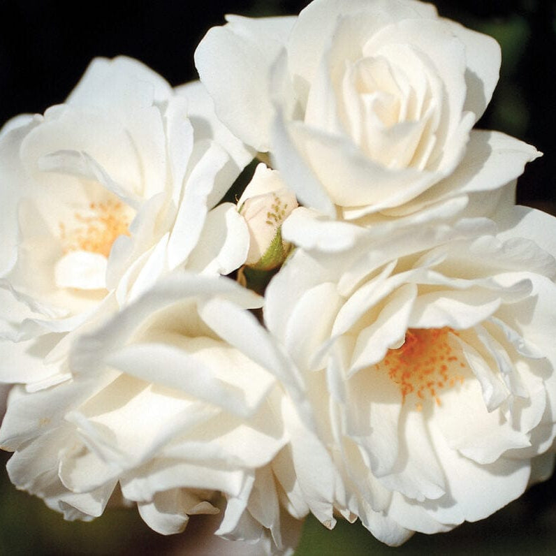 Climbing Iceberg - Star Roses and Plants – Wildwood Outdoor Living