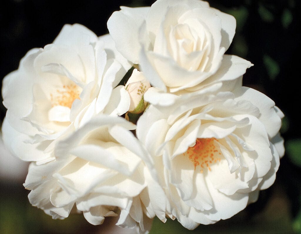 Climbing Iceberg - Star Roses and Plants