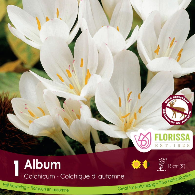 Colchicum Album