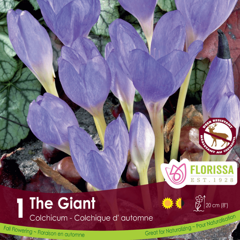 Colchicum The Giant