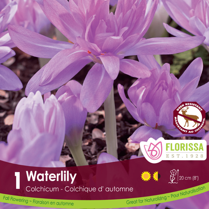 Colchicum Waterlily