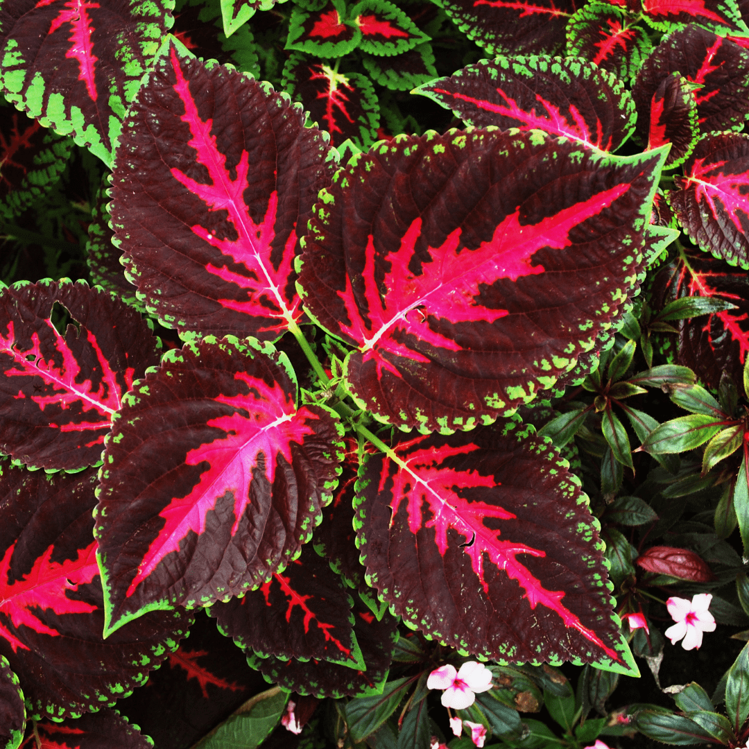 Coleus Rainbow Mix - Ontario Seed Company