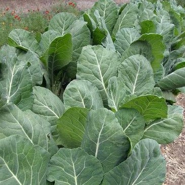 Collards Green Flash - Renee's Garden Seeds