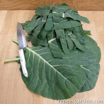 Collards Green Flash - Renee's Garden Seeds