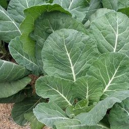 Collards Green Flash - Renee's Garden Seeds