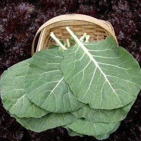 Collards Green Flash - Renee's Garden Seeds