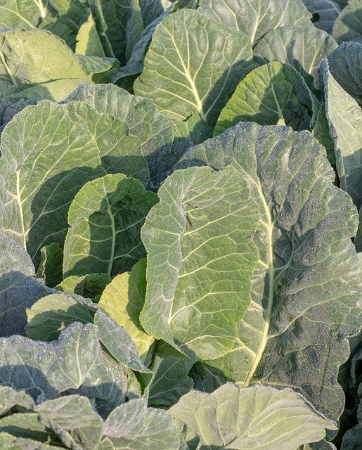 Collards Top Bunch - West Coast Seeds