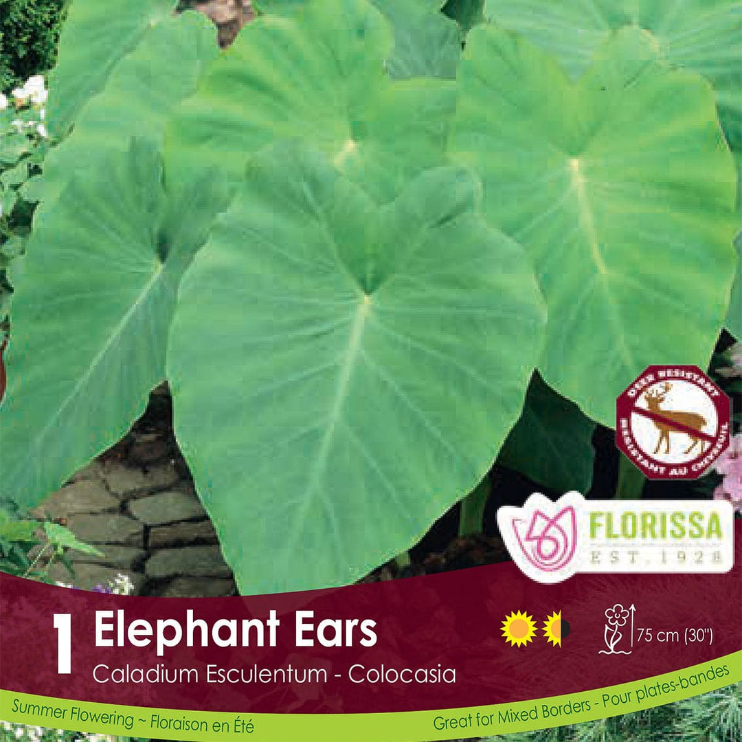 Colocasia Elephant Ears Spring Bulb