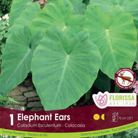 Colocasia - Elephant Ears