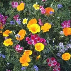 Scatter Can Colorful & Carefree - Renee's Garden Seeds
