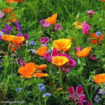 Scatter Can Colorful & Carefree - Renee's Garden Seeds