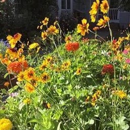 Scatter Can Colorful & Carefree - Renee's Garden Seeds
