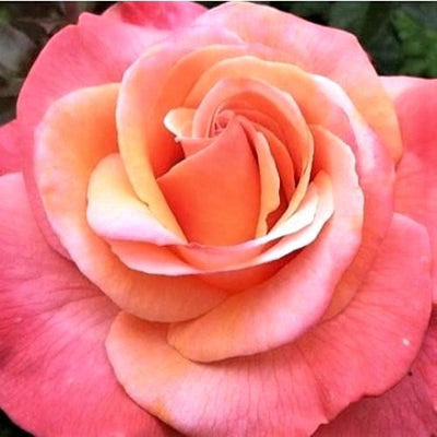 Colorific - Weeks Rose