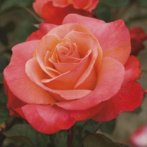 Colorific - Weeks Rose