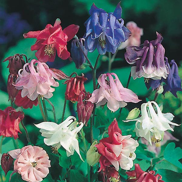 Columbine Biderdermeier Mix - Mr.Fothergill's