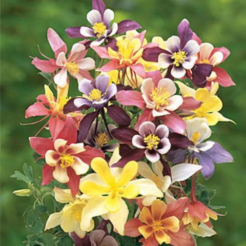 Columbine Harlequin Mix - Burpee Seeds