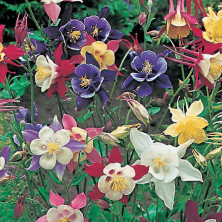 Columbine McKana Giant Hybrids - Mr. Fothergill's Seeds