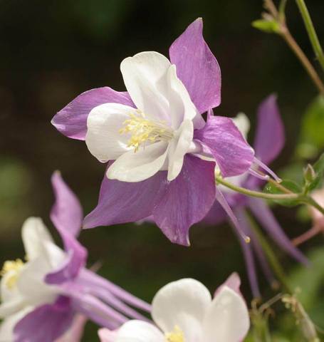 Columbine McKana Giant Mix - West Coast Seeds