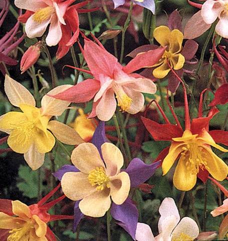 Columbine McKana Giant Mix - West Coast Seeds