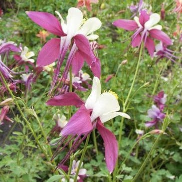 Columbine Mrs. Scott Elliot - Renee's Garden Seeds