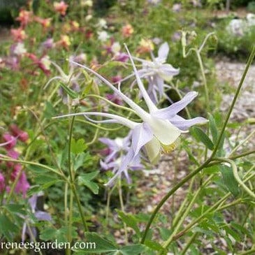 Columbine Mrs. Scott Elliot - Renee's Garden Seeds