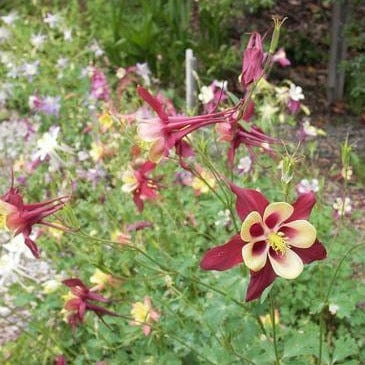 Columbine Mrs. Scott Elliot - Renee's Garden Seeds